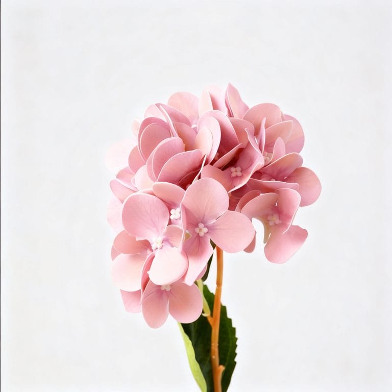 Pink Hydrangea