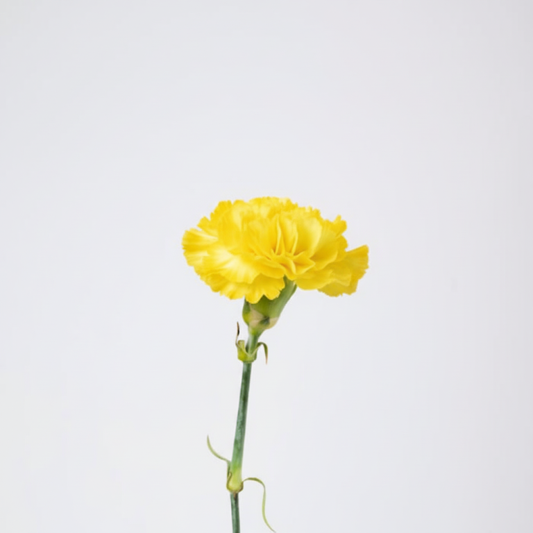 Yellow Carnation