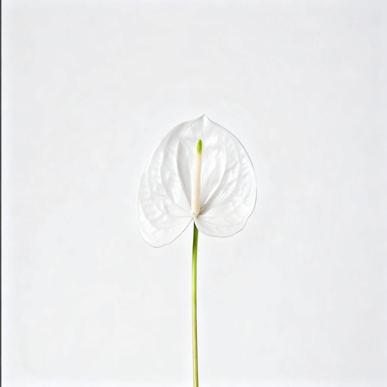 White Anthurium