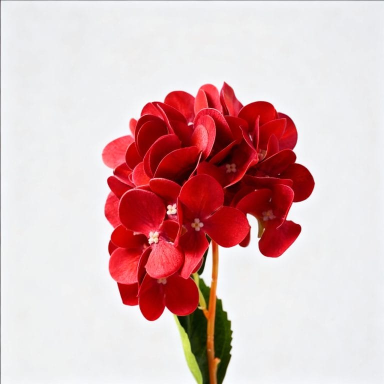 Red Hydrangea