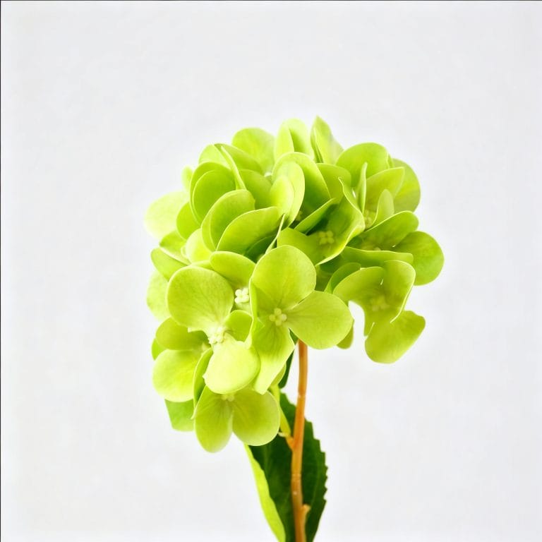 Green Hydrangea