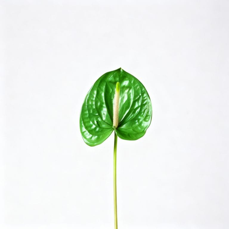 Green Anthurium
