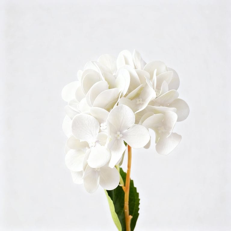 White Hydrangea