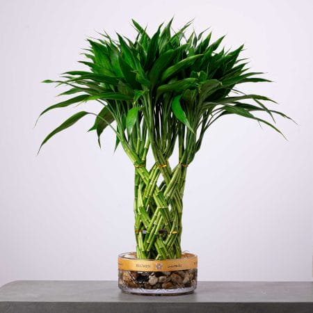 Braided lucky bamboo plant in a clear glass vase with natural stones.