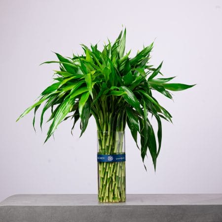 Modern lucky bamboo arrangement with lush green stems in a tall BLUMEN glass vase.