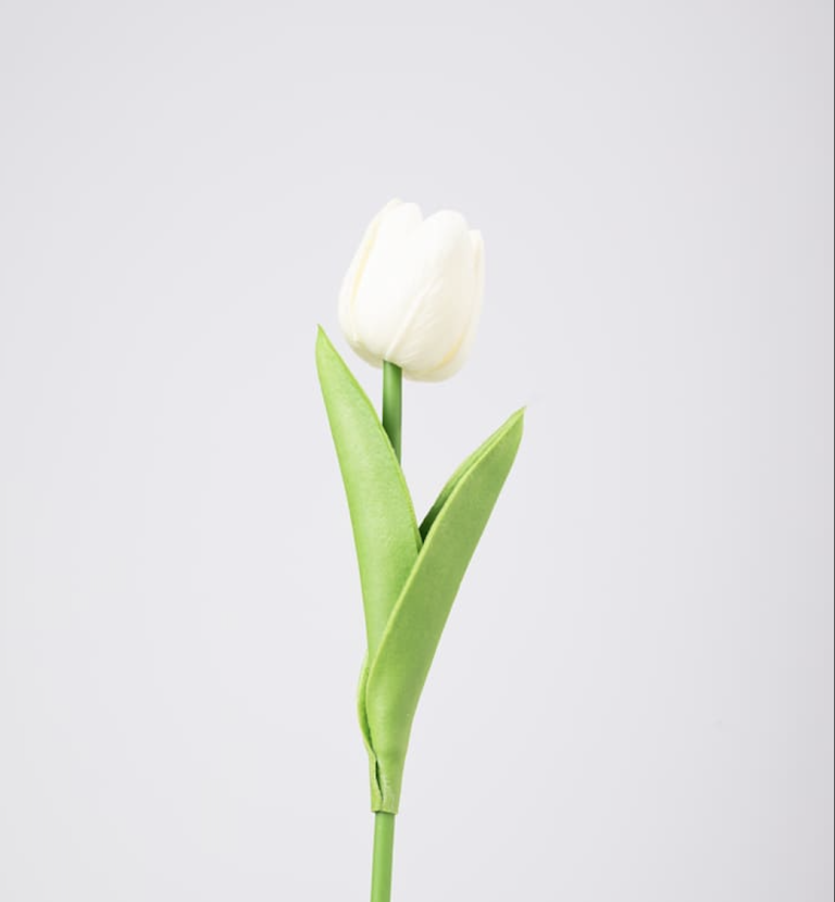 White Tulip