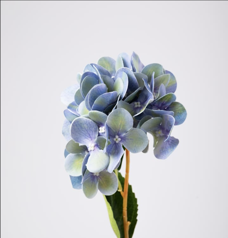 Blue Hydrangea