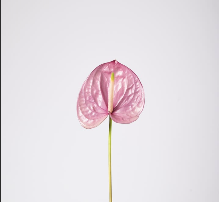 Pink Anthurium