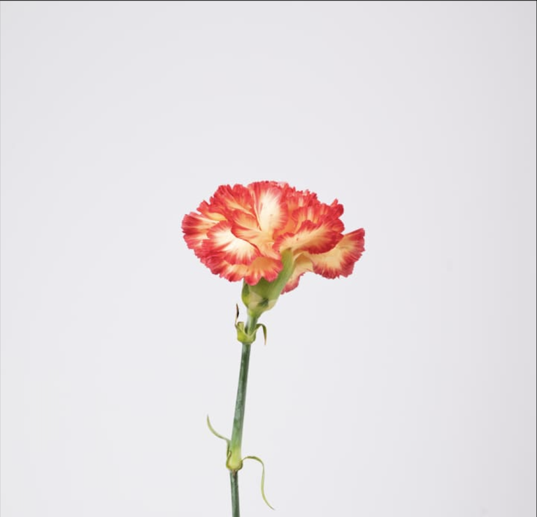 Red Carnation