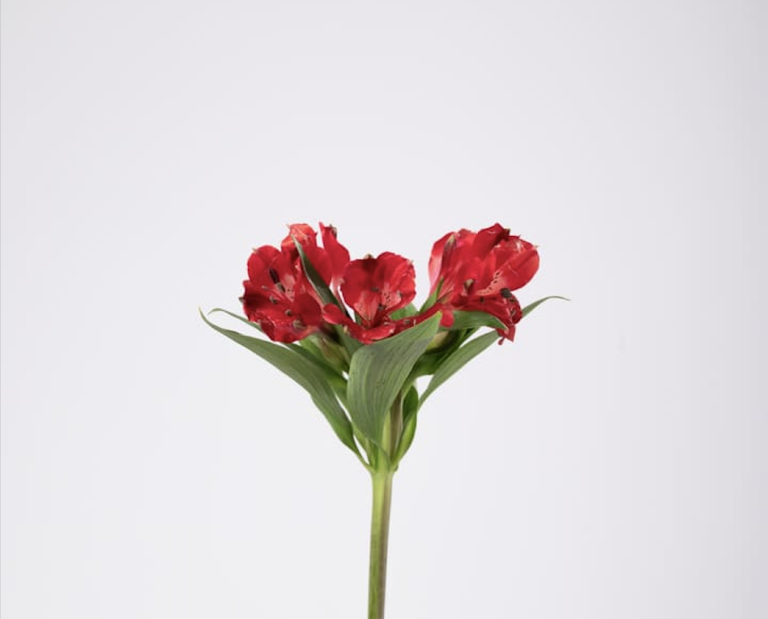 Red Alstroemeria