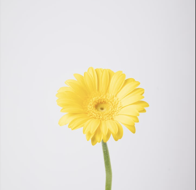 Yellow Gerbera