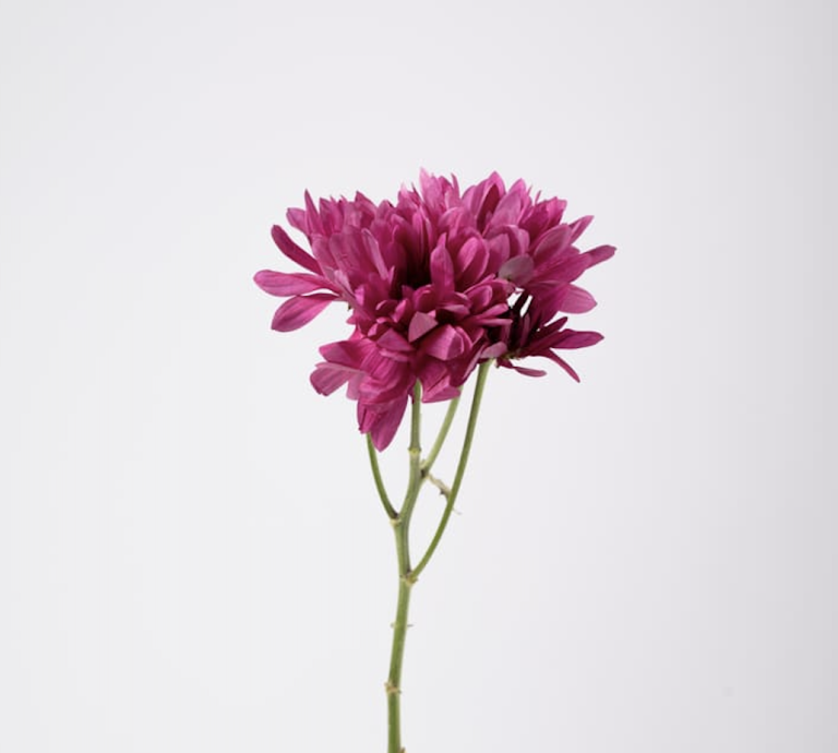 Fuschia Chrysanthemums