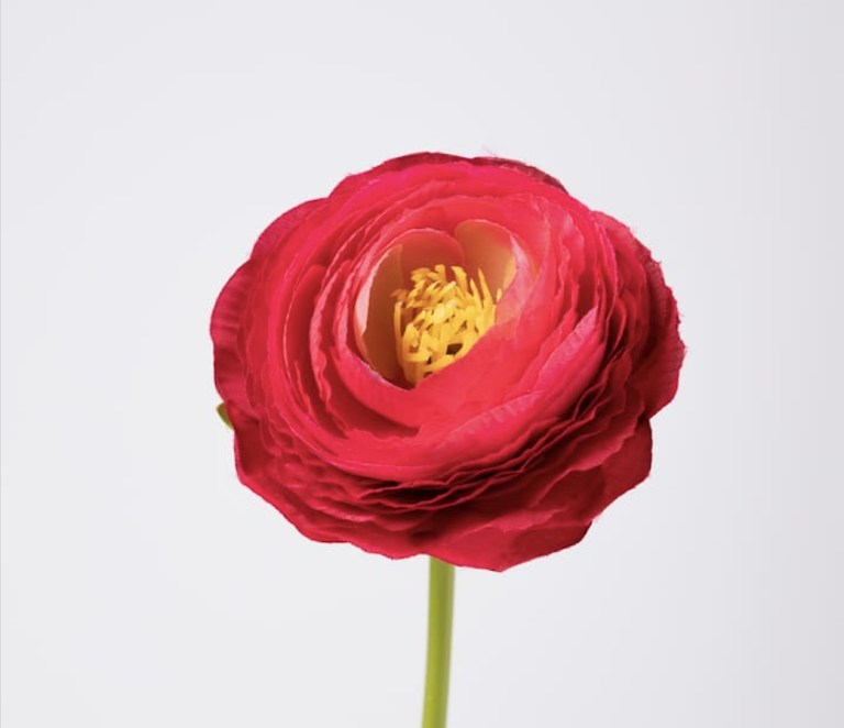 Red Ornithogalum Artificial