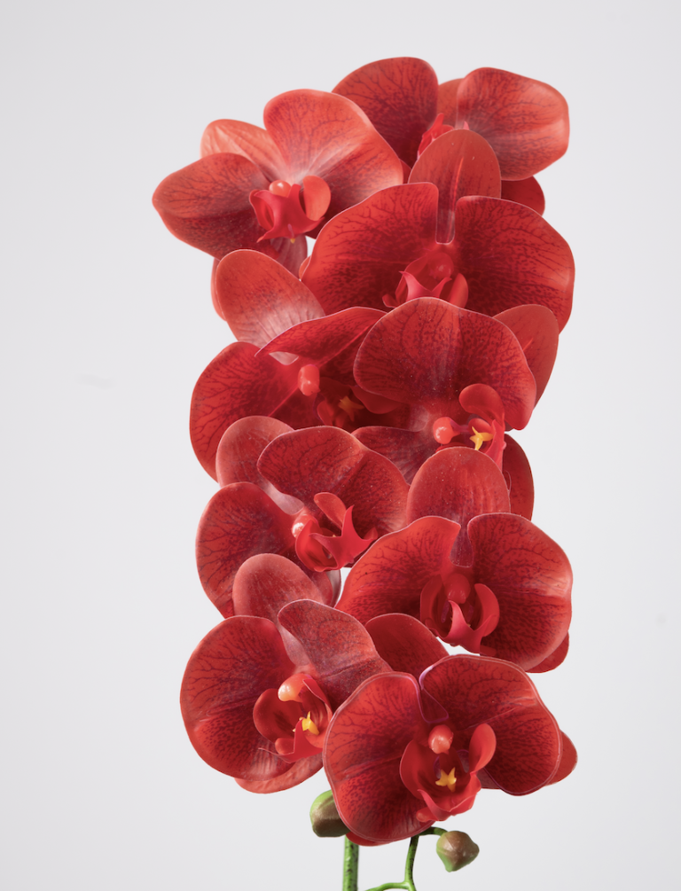 Red Cymbidium