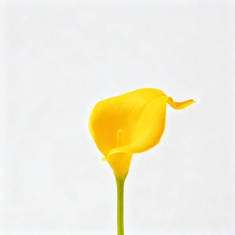Yellow Calla Lily