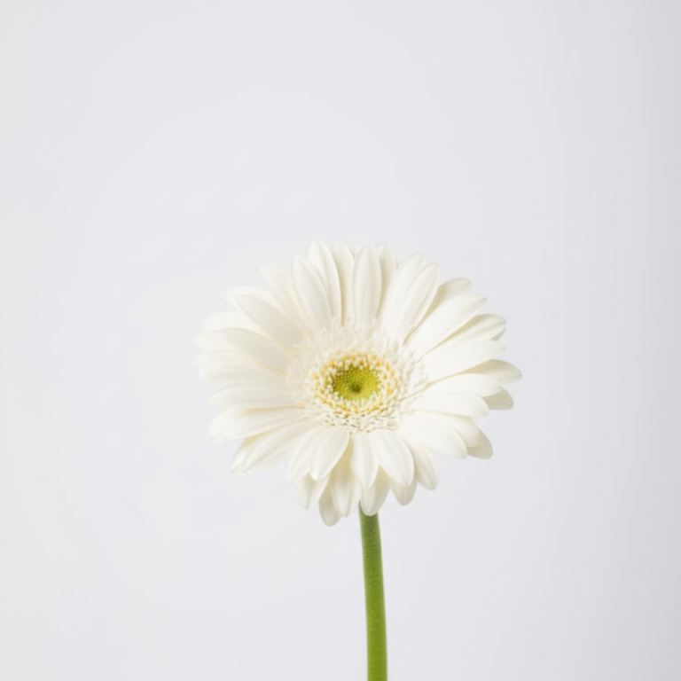 White Gerbera