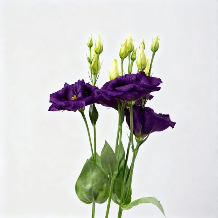 Dark Purple Eustoma