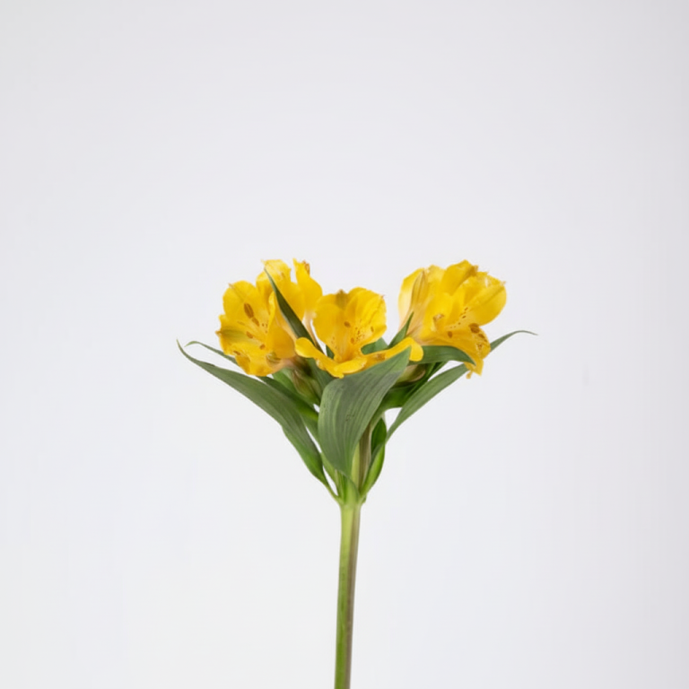 Yellow Alstroemeria