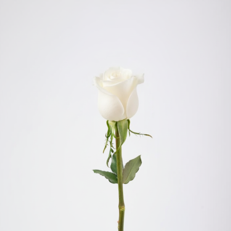 White Rose