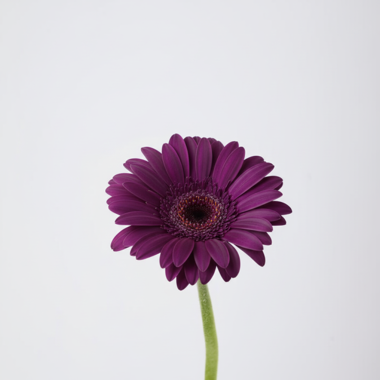 Purple Gerbera