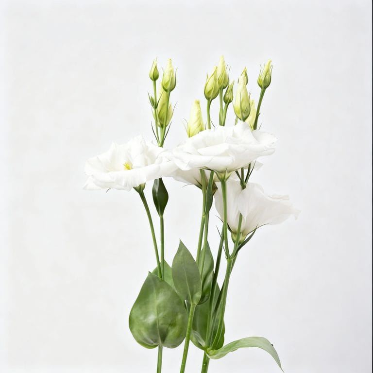 White Eustoma