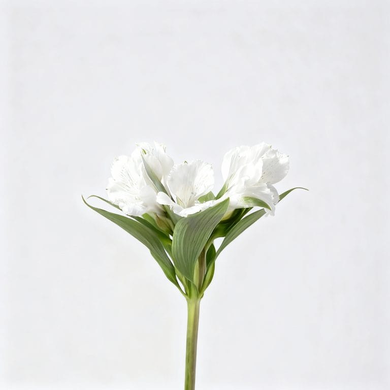 White Alstroemeria