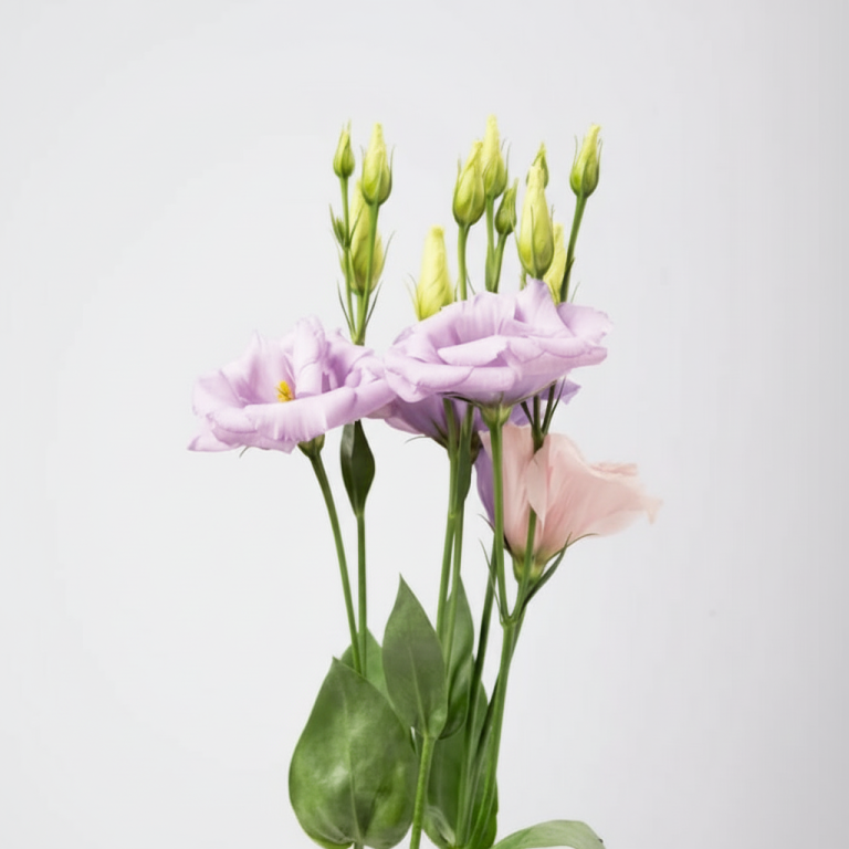 Light Purple Eustoma