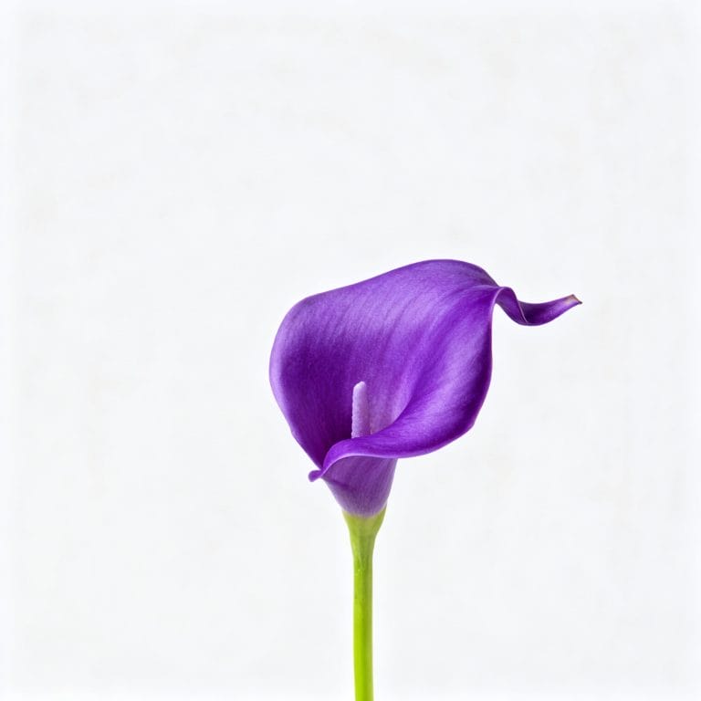 Purple Calla Lily
