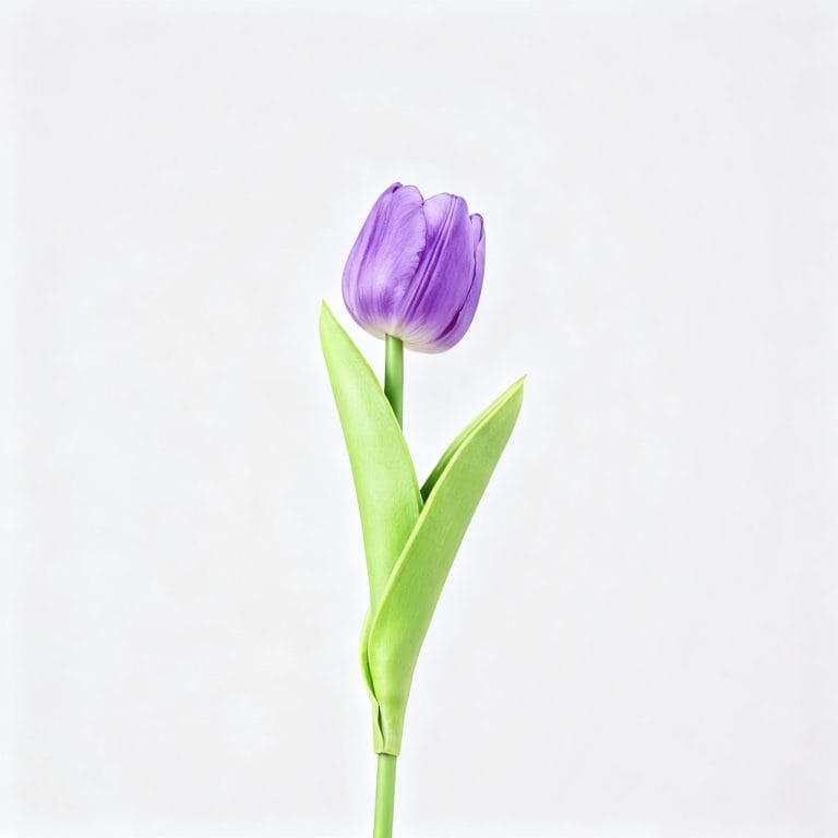 Purple Tulip