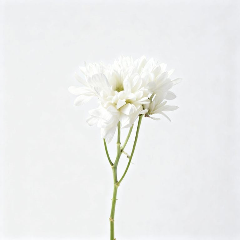 White Chrysanthemums