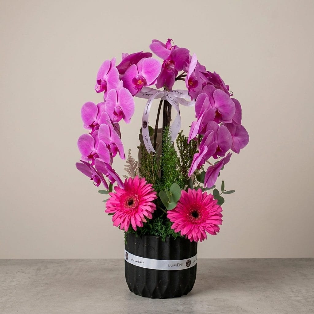 A luxury floral arrangement featuring cascading pink phalaenopsis orchids and pink gerbera daisies arranged in a circular halo design within a black ceramic container.
