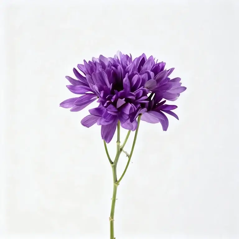 Chrysanthemums
