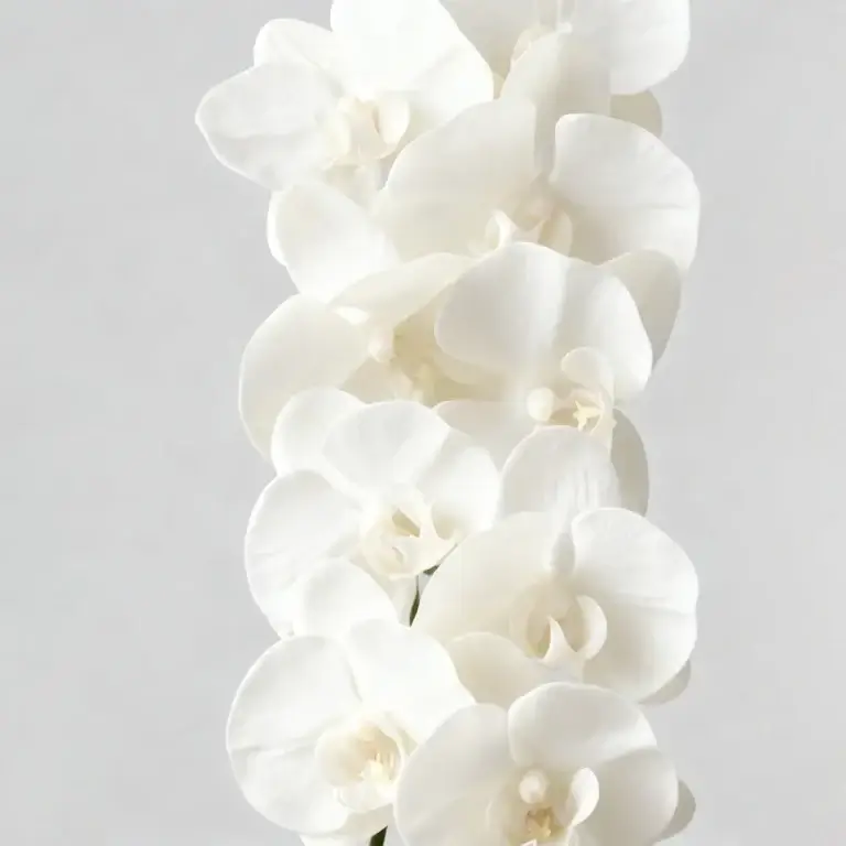 Cymbidium