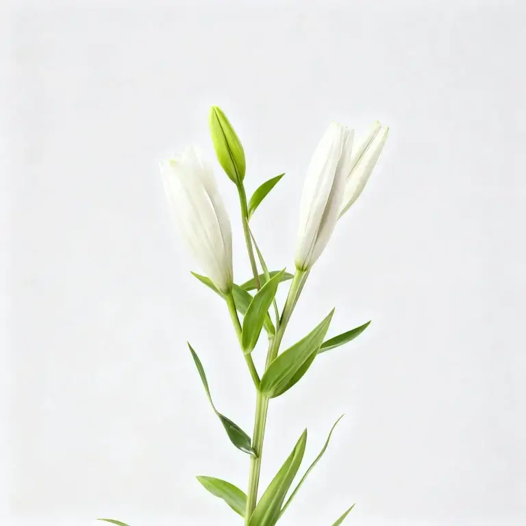Lily